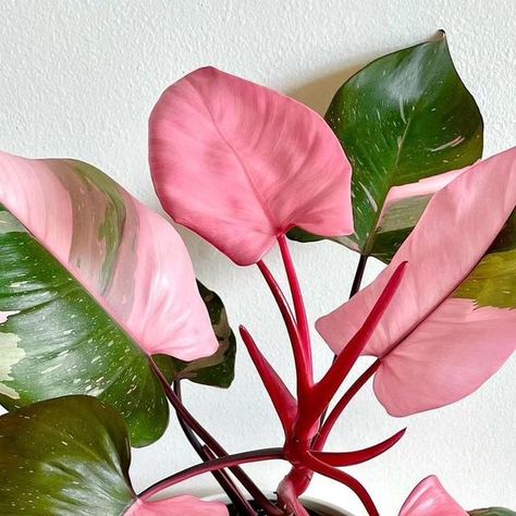 Flower Propagation, Pink Princess Philodendron, Princess Philodendron, Philodendron Pink Princess, Green Princess, Boston Fern, Pink Plant, Colorful Plants, Monstera Deliciosa