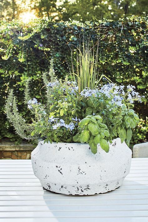 RX_1907_Herb and Flower Container Garden Rosemary Container Ideas, Herb Container Garden Ideas Patio, Container Garden Landscaping, Late Summer Planter Ideas, Lemon Grass Planter Ideas, Rosemary Planter Ideas, Patio Planters Ideas, Patio Flowers Ideas Planters, Small Planter Ideas