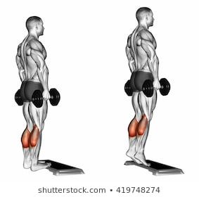 Stock Photo and Image Portfolio by Makatserchyk | Shutterstock Dumbbell Exercises, Calf Exercises, Dumbell Workout, Trening Fitness, Calf Raises, Calf Muscles, Effective Workouts, Dumbbell Workout, Gym Workout Tips