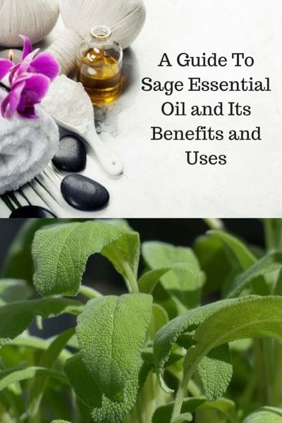 A Guide To Sage Essential Oil and Its Benefits and Uses | Learn more at https://www.aromatherapyandmassage.com/sage-essential-oil.html Sage Essential Oil Benefits, Benefits Of Sage, Essential Oils For Asthma, Sage Benefits, Healthy Period, Esential Oils, Homemade Body Butter, Poor Digestion, Essential Oil Plants