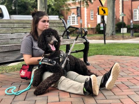 Dog Vest Diy, Psychiatric Service Dog, Dog Training School, Service Dogs Gear, Service Dog Training, Service Dog Vests, Bernedoodle Puppy, Reactive Dog, Assistance Dog