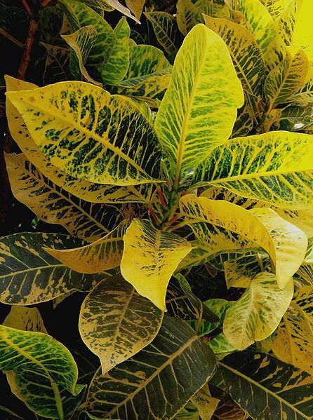 Croton Plant, Planting Plants, Plant Aesthetic, Foliage Plants, Tropical Plants, Planting, Garden Plants, Plant Leaves, Meat