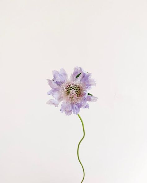 Hello August 👋🏼 another busy month for us with lots of lovely couples getting married 💕 it also means a new wave of seasonal beauty including these lilac scabiosa, dahlia, cosmos and tons more 🌸 tell me something you’re most excited about this month! Lilac Scabiosa, Scabiosa Flower, Couples Getting Married, Tell Me Something, Hello August, Seasonal Flowers, New Wave, Dahlia, Cosmos