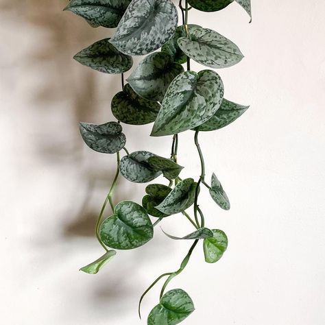 Wet My Plants on Instagram: “A silver waterfall of Scindapsus Pictus leaves 🚿 ... #ScindapsusPictus #SatinPothos #SilverVine #Aroidaddicts #wetmyplants” Statement Plants, Scindapsus Pictus, Instagram A, Vines, Plant Leaves, Tattoos, Plants, Flowers, Silver