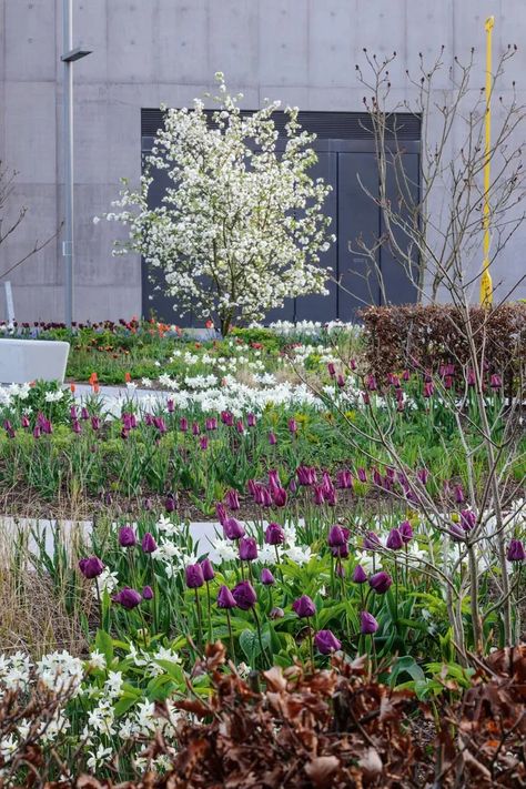 Year-round beauty at The Hepworth Wakefield garden Alys Fowler, Tom Stuart Smith, Hepworth Wakefield, Wakefield, Mid Century House, Public Space, Yorkshire, The Garden, Mid Century