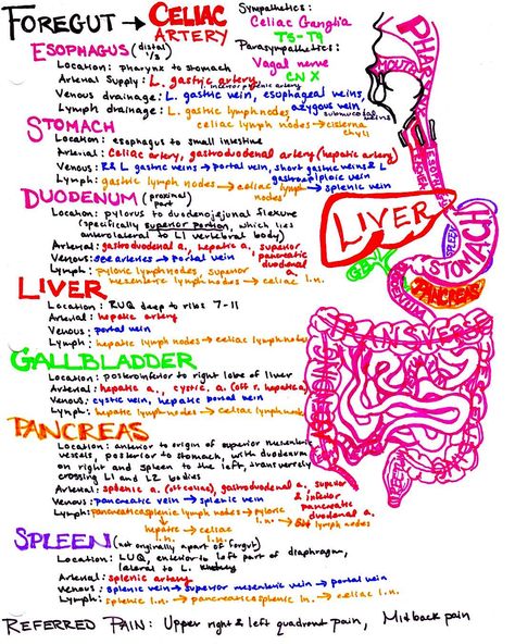 Study Tips Anatomy, Anatomy And Physiology Study, Physiology Study, Nursing School Organization, Med School Study, Medical Terminology Study, Gi System, Nursing Study Tips, Nursing School Scholarships