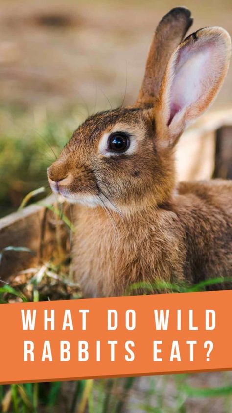 What Do Wild Rabbits Eat? A Guide To The Natural Wild Rabbit Diet Wild Bunny Care, What Do Rabbits Eat, Wild Rabbit Shelter, What Do Bunnies Eat, Wild Rabbit Food, Backyard Bunnies, Wild Bunnies, Wild Baby Rabbits, Farming Animals