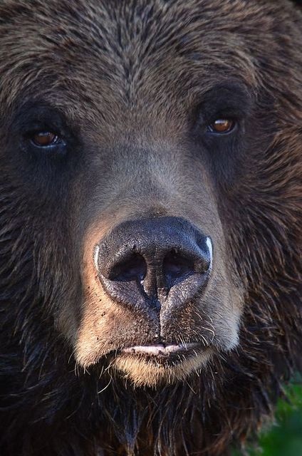 Grizzly Bear Photo Ours, Dekoratívne Vence, Regard Animal, Grouse Mountain, Bear Pictures, Vancouver British Columbia, North Vancouver, Bear Art, British Columbia Canada