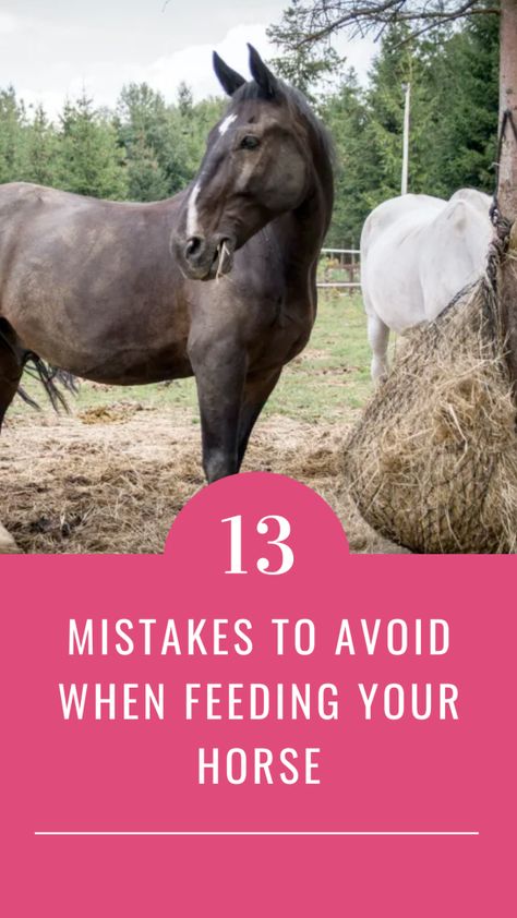 Horse Feeding, Feeding Horses, Horse Worming Schedule, Horse Training Ground Work, Horse Weight, Horse Nutrition, Horse Hay, Horse Ownership, Healthy Horses