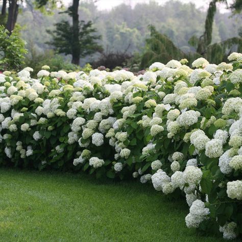 Incrediball® Hydrangea Shrubs for Sale | FastGrowingTrees.com Hydrangea Hedge, Incrediball Hydrangea, Large Hydrangea, Hydrangea Shrub, Smooth Hydrangea, Hydrangea Arborescens, Broadleaf Evergreen, Hydrangea Care, Hydrangea Garden