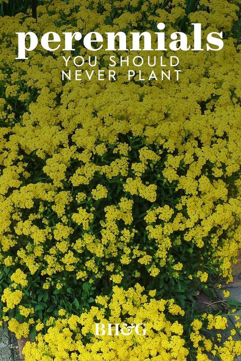 Yellow Loosestrife Plants, Alyssum Flowers In Pots, Alyssum Flowers Landscaping, Yellow Perennial Flowers, Yellow Alyssum, Alyssum Flower, Ground Cover Flowers, Yellow Perennials, Perennial Sunflower