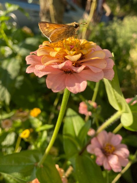 Pollinator moths in zinnia patch // pollinator garden // growing zinnias // pink flower aesthetic // garden aesthetic //annual flower patch // homegrown flowers // Image Owned by the Untamed Optimist Zinnias Aesthetic, Zinnia Aesthetic, Garden Inspiration Ideas, Growing Zinnias, Pink Flower Aesthetic, Birthday Edit, Garden Growing, Zinnia Flowers, Aesthetic Garden