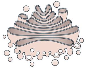 Golgi Complex Diagram, Golgi Apparatus Drawing, Golgi Apparatus Diagram, Cell Structure Project, Organelles And Their Functions, Plant Cell Project, Golgi Apparatus, Basic Biology, Cell Project