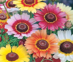 Daisy Painted Rainbow Mix Seeds - Chrysanthemum Carinatum Chrysanthemum Seeds, Strawberry Hydrangea, Hydrangea Seeds, Chrysanthemum Plant, Painted Daisy, Painted Rainbow, Daisy Painting, Plant Seeds, Chrysanthemum Flower