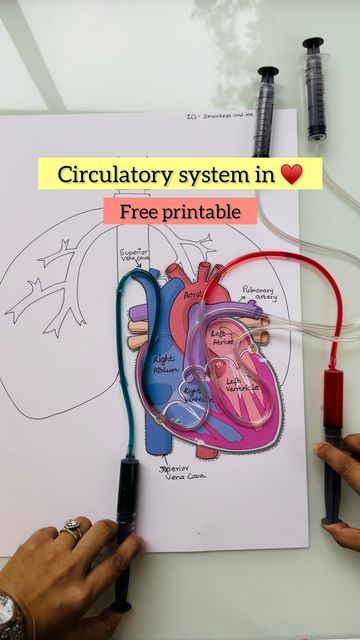 Circulatory System Experiment, Circulatory System Model, Respiratory System Projects, Pulmonary Circulation, Circulatory System Projects, Systemic Circulation, Circulatory System For Kids, Superior Vena Cava, Tlm Ideas