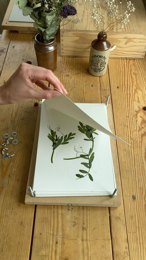 Plant Pressing, Plant Press, Watercolour Flower, Flower Press, Flower Ideas, Wild Flower, Pressed Flower, Pressed Flowers, Watercolor Flowers