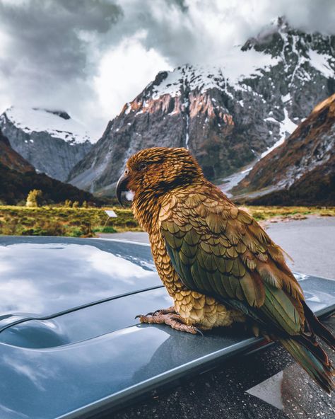 Kea (kee-uh) - the world's only alpine parrot and one of the few native species of New Zealand sitting atop my rental car in Fjordland National Park [OC] #animals #nature #photography Kea Parrot, New Zealand Wildlife, Kiwi Birds, New Zealand Country, Rental Car, Rush Hour, New Zealand Travel, Beautiful Animals, Animals Of The World