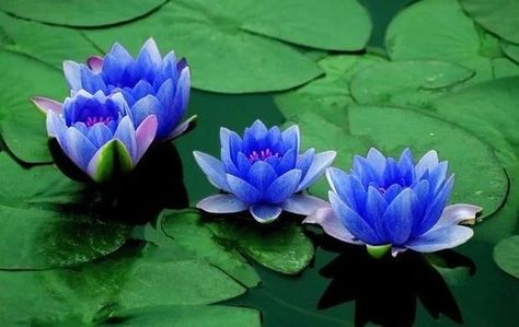 Lotus Flower Seeds, Flowers Meanings, Lotus Flower Meaning, Vines Flowers, Sacred Lotus, Blue Lotus Flower, Bonsai Flower, Pond Plants, Flower Meanings