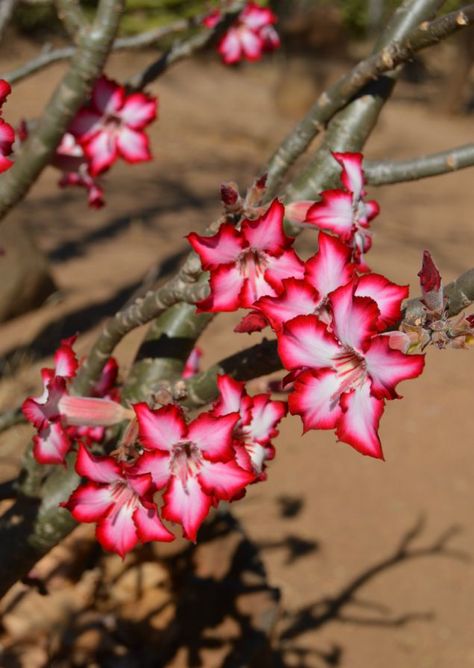 Impala Lily, Kruger Park, South Africa, Stunning flowers on a succulent tree Impala Animal, Impala Lily, South African Flowers, Succulent Tree, African Tattoo, Budget Garden, National Park Vacation, African Flowers, Africa Art