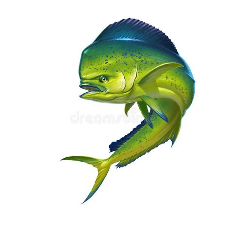 Mahi mahi fish. Mahi mahi or dolphin fish on white , #Affiliate, #mahi, #Mahi, #fish, #white, #dolphin #ad Mahi Mahi Fish, Mahi Fish, Fish List, Dolphin Fish, Realistic Illustration, Underwater Art, Fish Stock, Fish Illustration, Fish Wall Art