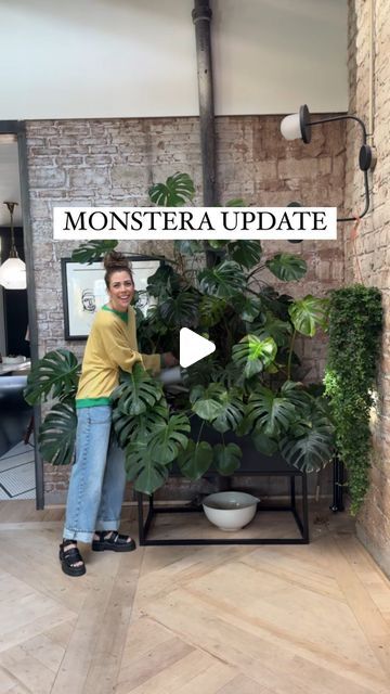 Large Monstera Plant In Living Room, Monstera Support Ideas, Monstera Plant Decor, Jungle Apartment, Indoor Tree Plants, Indoor Climbing Plants, Wall Climbing Plants, Monstera Wall, Gardening Indoors