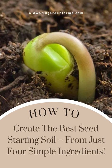 A young seedling that is just starting to sprout above the soil. From oldworldgardenfarms.com. Soil Recipe, Seed Starting Soil, Seed Starting Mix, Growing Strong, Starting Seeds Indoors, Seed Company, All Vegetables, Organic Seeds, Growing Seeds