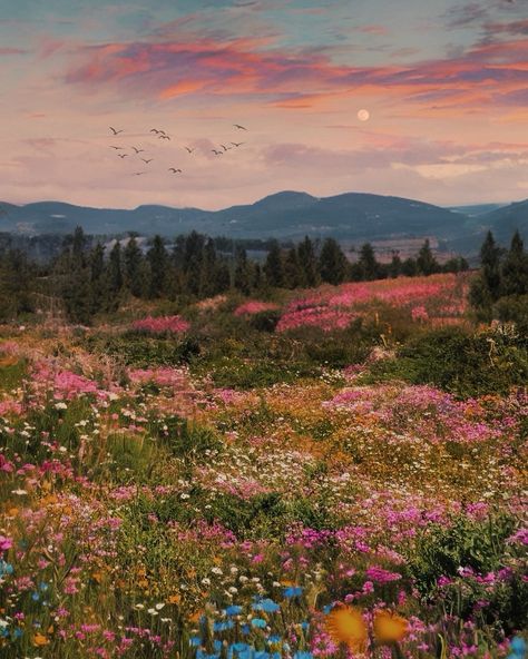 meadows in my dreams🌙 Wide Field Aesthetic, Wild Lavender Field, Painting Of Happiness, Running Through A Meadow, Wild Flowers Field, Pretty Spring Pictures, Field Of Wildflowers Aesthetic, Wild Flowers Meadow, Landscape Through Window