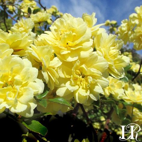 Lady Banks Climbing Roses, Lady Banks Rose, Ficus Pumila, Spring Crops, Cow Manure, Fall Crop, Two Roses, Hedera Helix, Heirloom Roses