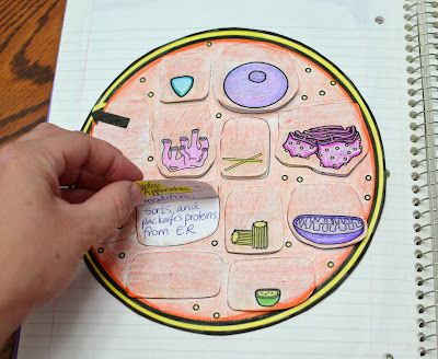 Science Interactive Notebook Science Cells, Science Doodles, Plant And Animal Cells, Cells Project, 7th Grade Science, Interactive Notebook Activities, Interactive Science, Science Notebooks, Interactive Science Notebook