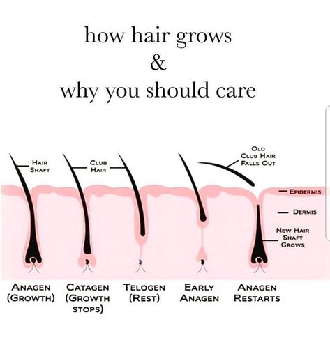 Love this picture! I try to teach the stages of hair growth because it really affects your waxing schedule. This is the perfect example of why we want you to stay on schedule so we can keep getting the hairs that are in the anagen phase. When we do your hairless results last much longer! #waxstudio #dayton #ohio #waxing #esthetician #esthetics #eyebrowwax #browwax #lashlift #lashtint #browtint #brazilian #brazilianwax #menswaxing #hair #growth #stage #stayonschedule Stages Of Hair Growth, Waxing Memes, Hair Growth Stages, Esthetician Quotes, Master Esthetician, Wax Studio, Waxing Tips, Waxing Salon, Skin Facts