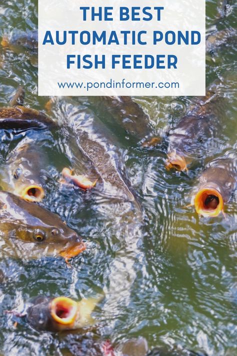 Guide to automatic fish feeders, their benefits, potential drawbacks, information on solar-powered feeders, plus the best feeders reviewed and compared. Fish Farming Ponds, Diy Koi Pond Filter System, Koi Pond Filter System, Koi Fish Pond Filter System, Fish Feeders, Automatic Fish Feeder, Fish Feeder, Pond Fish, Automatic Feeder