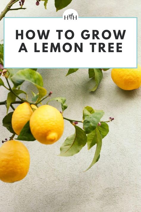 The best time to plant lemon trees is in early spring, either in the ground or in a pot in full sun. They are not very cold tolerant and should only be planted in the ground in USDA Zones 9 and above. Water soon after planting to establish a strong root system and adopt a regular feeding routine after about a year of growth. Prune correctly for the best possible harvest each season. Growing Limes, Cold Climate Gardening, Growing Food Indoors, How To Grow Lemon, Brown Spots Removal, Food Photography Tips, Diy Gardening, Pollinator Garden, Tree Care