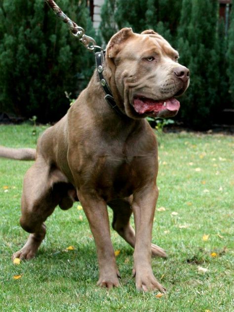 Aesthetic Gucci, Icy Jewelry, Gucci Aesthetic, Cool Dog Stuff, Cane Corso Italian Mastiff, Pitbull Dog Breed, Alpha Mindset, Bully Pitbull, Mansions Interior