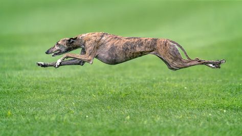 Greyhound Dog Breed, Racing Dogs, Greyhound Pictures, Dogs Tattoo, Greyhound Puppy, Greyhound Adoption, Greyhounds Racing, Greyhound Art, Dog Poses