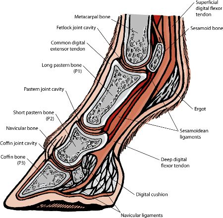 Horse Hoof Anatomy, Hoof Anatomy, Anatomy Pictures, Horse Bones, Horse Massage, Equine Anatomy, Equine Massage, Equine Veterinary, Equine Care