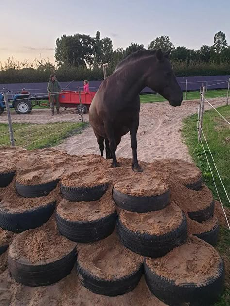 Paddock Trail, Horse Paddock, Horse Farm Ideas, Horse Photography Poses, Diy Horse Barn, Horse Barn Ideas Stables, Paddock Paradise, Horse Barn Designs, Dream Stables