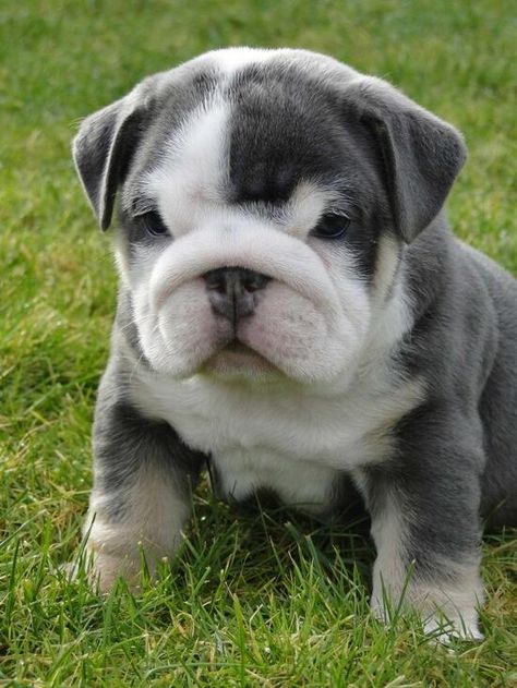 Miniature English Bulldog Pup Miniature English Bulldog, Mini Bulldog, Regnul Animal, English Bulldog Puppies, English Bulldog Puppy, English Bulldogs, Puppy Pictures, Bulldog Puppies, Shiba Inu