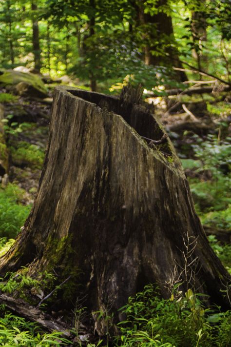 Tree Trunk Photography, Solid Drawing, Tree Stump Ideas, Decay Photography, Wood Stumps, Tree Logs, King Costume, Fantasy Tree, Growth And Decay