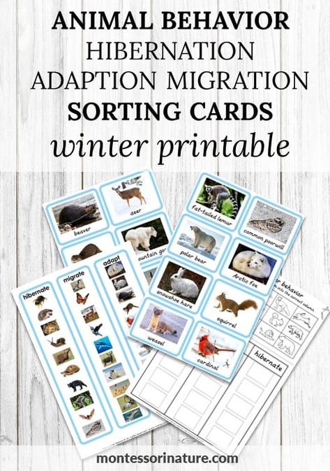 Animal Behavior Hibernation Adaption Migration Sorting Cards – Winter Printable - Montessori Nature Hibernate Migrate Adapt Preschool, Migration Preschool Activities, Migration Preschool, Hibernation Kindergarten, Hibernation Migration Adaptation, Sorting Kindergarten, Migration Activities, Hibernation Preschool Activities, Hibernation Preschool