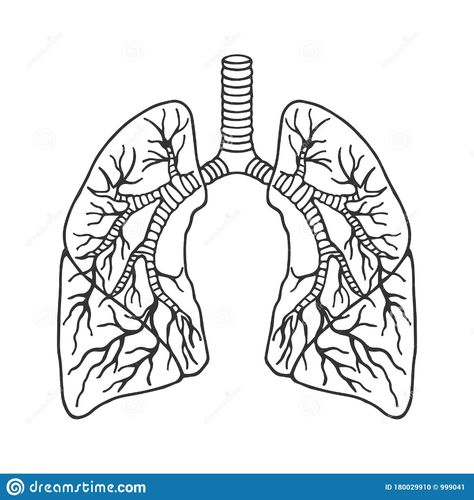 Lungs Drawing Anatomy, Respiratory System Drawing Easy, Drawing Lungs, Lung Drawing, Lung Art, Traceable Art, Lungs Drawing, Lungs Art, Lung Anatomy