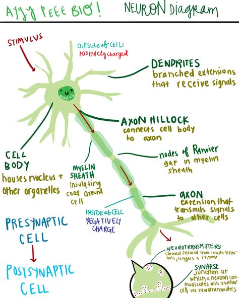 Neuron Diagram, Teaching Psychology, Ap Psych, Ap Psychology, Psychology Notes, Psychology Studies, Brain Facts, Ap Biology, Nursing School Studying