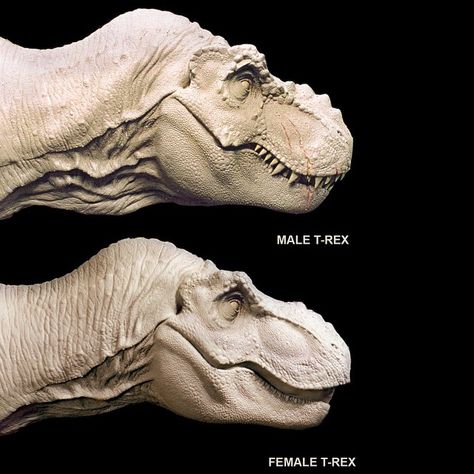 The Lost World: Jurassic Park » Male T-Rex and Female T-Rex - Sculptures by Stan Winston Studio. Dinosaur Images, Jurassic World Fallen Kingdom, Dinosaur Drawing, Lost World, Jurassic World Dinosaurs, Ancient Animals, The Lost World, Paleo Art, Extinct Animals