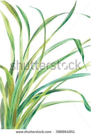 Homemade Reed Diffuser, Lemongrass Plant, Oracle Deck, Green Tee, Plant Drawing, Ink Illustrations, Box Ideas, Watercolor Cards, Botanical Illustration