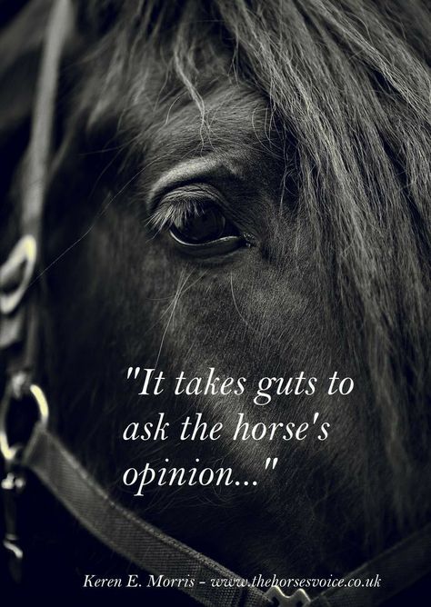 Funny Horse Quotes Hilarious, Neglect Quotes, Horse Quotes Funny, Horse Barn Ideas Stables, Horse Room, Inspirational Horse Quotes, Horse Riding Quotes, Equestrian Quotes, Beautiful Relationship