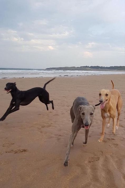 Whippet Dog Aesthetic, Whippet Aesthetic, Italian Greyhound Aesthetic, Greyhound Aesthetic, Dogs At The Beach, Greyhound Dogs, Dogs Beach, Beach Dogs, Grey Hound