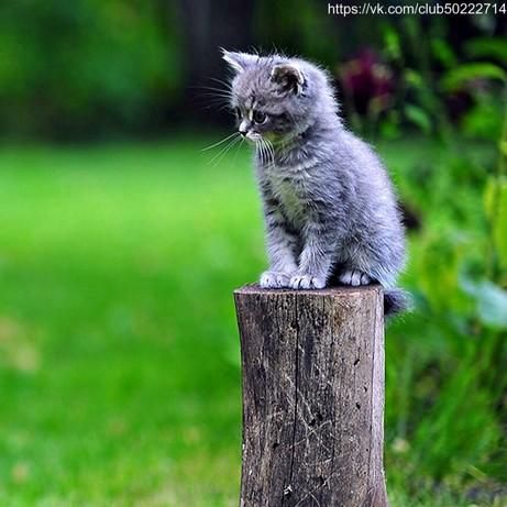 Kitten Sitting, Gray Kitten, Sick Cat, Ugly Cat, Newborn Kittens, Grey Kitten, Cat Trees, Kitten Care, Kittens And Puppies