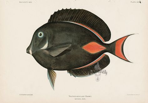 Teuthis achilles from United States Fish Commission Volume 23 Bien Fishes Hawaii 1903 Fish Prints, Rare Fish, Fish Print, Hawaiian Islands, Fish Art, Watercolor Techniques, Tropical Fish, Antique Prints, Painting Illustration