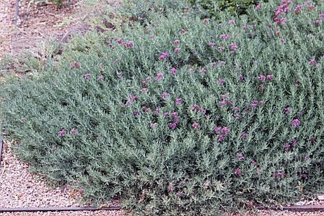 Teucrium majoricum Teucrium Cossonii, Client Board, Ground Covers, House Farm, Drought Tolerant Plants, Ground Cover, Drought Tolerant, Landscaping Ideas, Bungalow