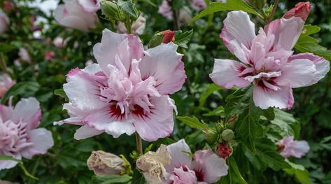 How to Plant, Grow, and Care for Rose of Sharon Sharon White, Rose Of Sharon, Beautiful Rose, Beautiful Roses, Garden Plants, Seeds, Health And Beauty, Yard, Health