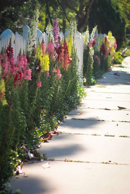 snapdragons. I love snapdragons Sunflowers Along Fence, Elsie Dinsmore, Meteor Garden 2018, Magic Garden, White Picket Fence, Fence Decor, Have Inspiration, Annual Flowers, Backyard Fences